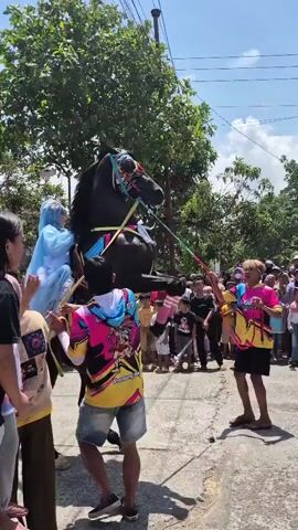 A group of people are gathered outdoors, likely for a procession or event. A black horse, adorned with colorful ribbons and a decorative bridle, is being led by several individuals. A person, possibly a bride or participant in traditional attire, is seated on the horse, wearing a light blue veil and dress. Several onlookers are present, some of whom are dressed in brightly colored t-shirts. The environment appears to be a street or pathway, with trees and overhead wires visible. One person in the foreground is holding a rope attached to the horse. The scene suggests a festive occasion involving a decorated horse and a rider, with people actively managing the animal and observing.