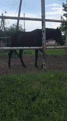 Horse grazes in fenced enclosure in Kharkiv