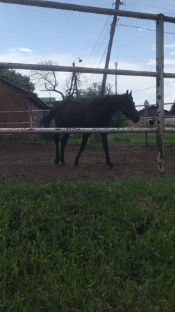 Horse grazes in fenced enclosure in Kharkiv