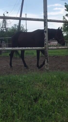 Horse grazes in fenced enclosure in Kharkiv