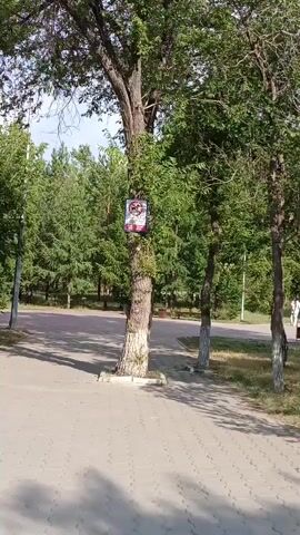 The video shows a close-up of a sign attached to a tree. The sign has a blue border and a red and white design. The image on the sign appears to be a depiction of a dog with a red circle and a diagonal line through it, indicating a prohibition. Below this image, there is text, but it is not clearly legible. The tree is large and has rough bark. The background consists of lush green foliage, likely trees and bushes, suggesting an outdoor, possibly park-like setting. The lighting indicates it is daytime. The video zooms in on the sign.