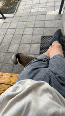 Dog's morning at a Ukrainian porch, captured in 30 frames