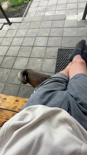 Dog's morning at a Ukrainian porch, captured in 30 frames