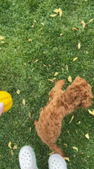 Poodle Puppy Plays with Yellow Ball in Sofia Backyard