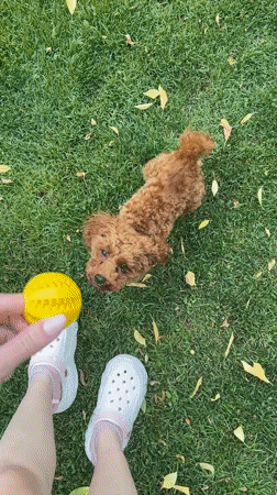 Poodle Puppy Plays with Yellow Ball in Sofia Backyard