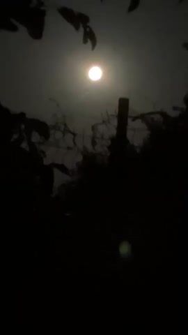 The video displays a dark outdoor scene illuminated by a bright full moon. The moon is positioned in the upper center of the frame, slightly diffused by haze or light clouds. In the foreground, silhouetted against the moonlight, are dark shapes that appear to be leaves and branches of trees on the left side. A vertical wooden post stands slightly off-center to the right, with a barbed wire fence running horizontally behind it. The lower portion of the frame is predominantly dark, with a faint green bokeh effect visible near the bottom center, possibly from a light source or lens flare. The overall atmosphere is one of nighttime and perhaps a bit of an eerie or tranquil mood.