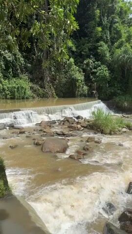 This is a vertical video of a river flowing through a lush green environment. The river has a small waterfall or cascade in the middle ground, with rocks visible in the water. The water appears murky and is flowing rapidly. The banks of the river are covered in dense vegetation, with trees and foliage on either side. The overall impression is of a natural, somewhat wild, and untamed landscape. There are no people or animals visible in the video. The lighting suggests it is daytime, possibly with some dappled sunlight filtering through the trees.