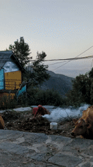 Woman tends fire near cows in Haini, India