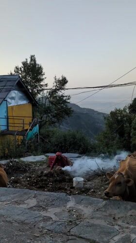 Woman tends fire near cows in Haini, India