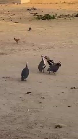 The video shows a rooster attacking a guinea fowl, with two other guinea fowl standing nearby, in a sandy outdoor area. The rooster is dark-colored with some white in its tail feathers and a red comb. The guinea fowl are dark grey with white spots. The rooster is actively pecking at the guinea fowl, which tries to defend itself. The other two guinea fowl are observing the interaction. In the background, there is a chicken, some scattered debris on the ground, and a glimpse of buildings. The overall environment suggests a rural or semi-rural setting.
