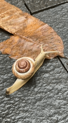 Banded snail observed on wet pavement in Kuta Selatan