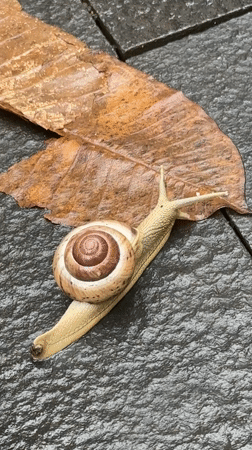 Banded snail observed on wet pavement in Kuta Selatan