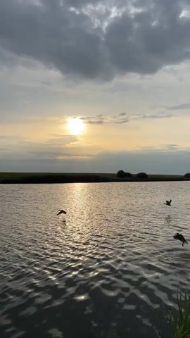The video shows a body of water with ripples. There are clouds in the sky, and the sun is partially visible, creating a reflection on the water. Two birds are flying above the water. The landscape appears to be flat with some vegetation along the horizon.