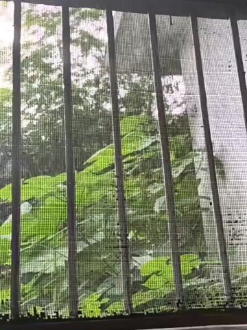 A close-up, slightly out-of-focus shot looks through a window screen and metal bars at lush green foliage. The bars are dark and vertical, spaced about three inches apart. The screen is white and mesh-like, with visible damage or dirt in places. Beyond the bars and screen, large green leaves and smaller branches are visible. The lighting is bright, suggesting daylight, and a lighter area in the background might indicate a building or a brighter sky. The overall impression is one of looking out from an interior space to a natural environment.
