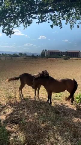Two horses stand in a dry, grassy field under a blue sky with scattered clouds. The horse on the left is facing away from the camera, and the horse on the right is facing the camera, nuzzling the left horse's neck. In the background, there are buildings and trees. The sun is shining, casting shadows.
