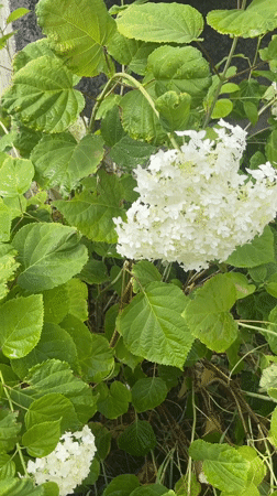 Rainy summer garden walk: cherries, hydrangeas, and wet winding paths