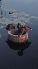 Ducks resting on a concrete platform in a quiet Ukrainian pond