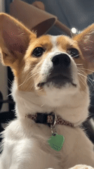 Tel Aviv dogs share treats and play during afternoon