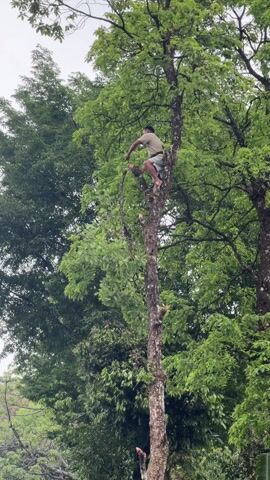 A man is in a tall tree, shirtless and barefoot, cutting away branches with a curved blade tool.  He throws the branches down.  The tree he is in is surrounded by other, greener trees.  The sky is overcast.