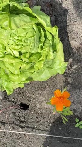 This is a vertical video showcasing a lush garden. The scene is set in a garden in Wielka Wieś, Poland, with ample sunlight indicating it's daytime. The garden is filled with rows of healthy vegetables, primarily cabbages in various stages of growth. There are also some lettuce heads and strawberry plants visible. Small orange flowers, likely marigolds, are interspersed among the vegetables, adding a pop of color to the green landscape. The ground is primarily soil, with some dry leaves and shadows indicating the presence of trees or structures casting shade. The overall impression is one of a thriving and well-maintained garden, possibly a private plot or a community garden. No people are visible in the video. The video captures the natural beauty and bounty of the garden.