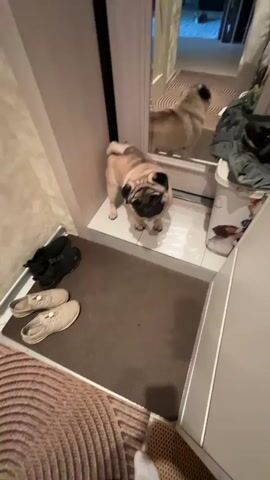 A pug dog stands on a tiled floor in front of a mirror, its reflection visible. There are shoes on a mat in the foreground. The dog looks at the camera and pant with its tongue out.