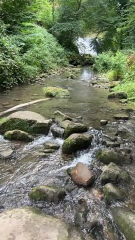 A tranquil forest stream flows over moss-covered rocks and a fallen log. Lush green foliage lines the banks, and a gentle waterfall is visible in the distance. The water is clear, with sunlight dappling the surface and creating a peaceful, natural ambiance.