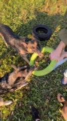 German Shepherds tug-of-war over a ring toy in a Nizhny Tagil yard