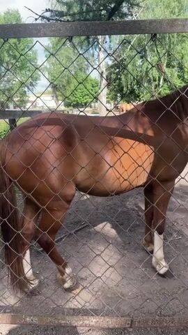 A brown horse stands in an outdoor enclosure with a chain-link fence in the foreground. The horse is facing to the right and its tail is to the left. It has white markings on its legs. The enclosure appears to be made of dirt and gravel. In the background, there are trees and some structures that suggest a rural or park-like setting. The lighting indicates it is daytime. The overall scene is calm and natural. There is no visible text in the media.