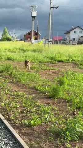 A medium-sized dog with brown and tan fur walks across a dirt path surrounded by green grass. The dog is looking towards the camera. In the background, there are houses, power lines, and trees under a dark, cloudy sky.
