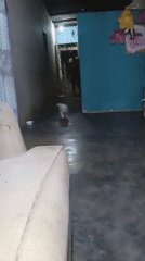Small dog with bow tie captured in Altagracia home