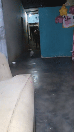 Small dog with bow tie captured in Altagracia home