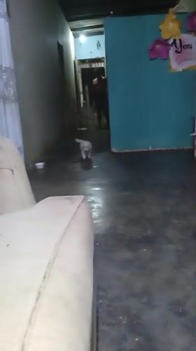 Small dog with bow tie captured in Altagracia home