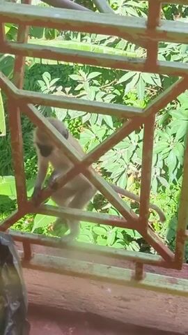 A small monkey climbs on a brown and green railing near what appears to be a black trash bag filled with fruit. The monkey's fur is light brown. The background is bright and full of lush green foliage. The camera angle is slightly above the monkey and looking down.