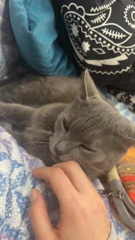 A short, close-up video shows a hand gently petting a gray cat lying down on a blue and white patterned surface. The cat appears to be relaxed and may be sleeping. Behind the cat, there's a blue pillow and a black object with a white pattern. The hand is lightly touching the cat's head and neck. There's some muffled conversation audible in the background.