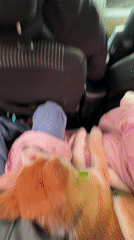 Dog rests on blanket inside car in Russian village