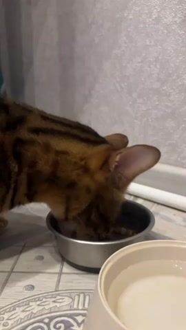 A Bengal cat with brown and black stripes eats from a metal bowl of dry food. The cat is positioned in the center of the frame, with its head lowered into the bowl. To the right of the food bowl, a larger, lighter-colored bowl, partially filled with water, is visible. The background consists of a textured, light-colored wall and a tiled floor. The lighting appears to be artificial.