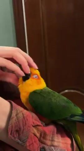 A person is shown in the video, seated and wearing a red-and-black flannel shirt. The person is gently petting a colorful parrot, which has a yellow head and green body. The parrot appears to be sitting on the person's arm or shoulder. The background features a dark brown door. The interaction is calm and gentle as the person strokes the bird’s head.