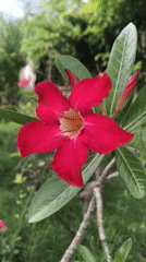 Tropical flowers documented in residential Lhokseumawe gardens
