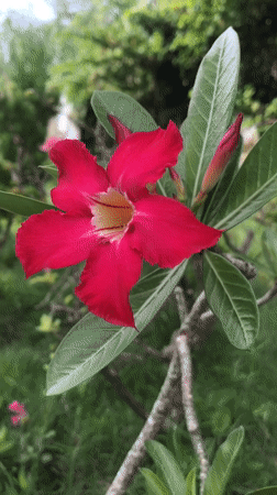 Tropical flowers documented in residential Lhokseumawe gardens