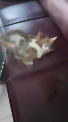 A calico cat lies on its side on a dark red couch, with a much smaller brown and white kitten nestled underneath its body, being held by the mother cat. The mother cat has its paws around the kitten, and its head is turned towards the kitten, appearing to groom or nuzzle it. The kitten is mostly obscured by the mother cat. The couch appears to be made of leather or a similar material. The lighting in the room is dim.