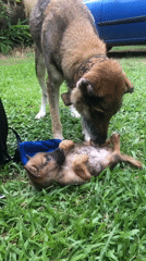 Puppy and larger dog play and nurse in Lagos grass