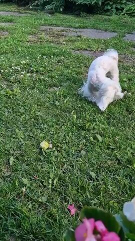 The media file captures a fluffy white dog, possibly a poodle or bichon frise, in a grassy outdoor setting. The dog is actively playing, with its fur appearing somewhat disheveled, suggesting movement and exertion. It appears to be interacting with a small, light-colored object on the ground, which might be a ball or a piece of fruit, evidenced by a similar object that appears to be an apple. The dog's energetic movements are highlighted by the motion blur in several frames.

The scene is set on a bright, sunlit lawn covered with green grass and scattered white clover flowers. In the foreground, the edges of potted plants with pink and white flowers are visible, adding a touch of domesticity to the natural environment. The background shows more greenery and a hint of a paved surface, possibly a pathway or patio.

The activity is clearly a dog playing outdoors, likely in a backyard or park. The bright lighting suggests it is daytime, and the lush green grass indicates favorable weather, possibly spring or summer. The dog's playful demeanor is evident in its actions. There is no visible text in the media file. The context provided indicates the location as Klaipėda, Lithuania.