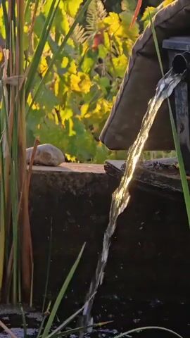 A close-up shot captures a stream of water flowing from a dark-colored pipe. The water catches the sunlight, creating a shimmering effect as it cascades down. The stream appears to be falling into a dark body of water, possibly a pond or fountain. Tall, green reeds or grasses frame the left side of the shot, with one brown reed standing out. A smooth, light-colored rock rests on a dark surface just behind the reeds. In the background, out-of-focus foliage with yellow and green leaves creates a warm, natural backdrop. The overall impression is a peaceful, natural scene with a focus on the movement and light of the flowing water.