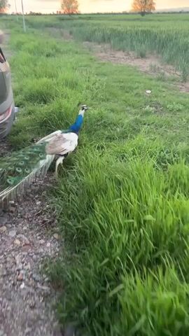 The video shows a peacock walking through a grassy field. The peacock is mostly white with blue feathers on its neck and a long, colorful tail. The field is green and lush, with a dirt path running through it. In the background, there is a field of tall green plants and some trees in the distance. The sky is light pink and orange, suggesting it is either sunrise or sunset. The camera follows the peacock as it walks, with the focus remaining on the bird throughout the video.