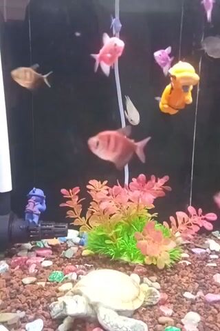The video shows several small fish swimming in a fish tank. The fish are of various colors, including orange, pink, and white. There is also some artificial plant decor and a small filter at the bottom of the tank. The gravel at the bottom of the tank is made up of different colored stones. The lighting appears to be artificial, as evidenced by the reflections on the glass. The overall scene is that of a typical home aquarium.