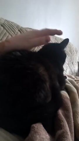 A hand gently strokes the back of a black cat. The cat is lying on a patterned couch, partially covered by a brown and white blanket. The scene is indoors, with a plain wall visible in the background.