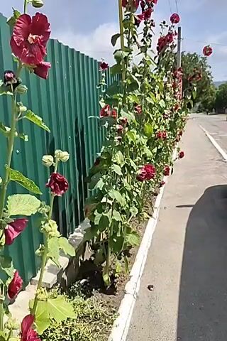 The video shows a row of tall hollyhock plants with dark red flowers growing along a green corrugated metal fence. The plants are supported by yellow stakes. A concrete sidewalk runs alongside the flower bed, and a paved road is visible to the right. The sky is partly cloudy. The camera is moving slowly along the sidewalk, filming the flowers and fence. The footage is in landscape orientation and appears to be from a handheld camera.