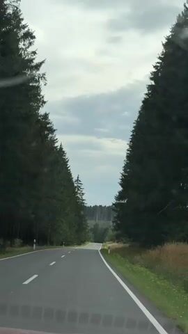 The video is a first-person perspective of a car driving on a paved road through a forest. The road curves gently to the right and descends into a valley. On either side of the road are tall evergreen trees. In the distance, across the valley, there is a forest with many dead, bare trees standing among green foliage. The sky is cloudy. The road has white dashed lines and white posts with black and white stripes marking the edge.
