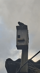 Dark bird spotted on wooden birdhouse during overcast morning
