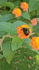 Backyard blooms, bees, and home life on a summer afternoon